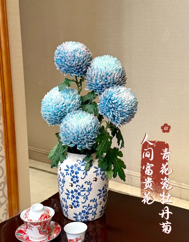 【新疆花之溪】混色牡丹菊 到手五枝 （颜色随机发）（1个头不赔付）