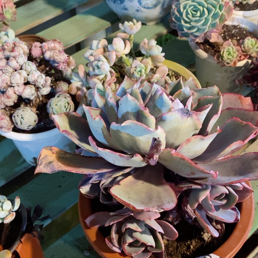 【闪购商品】晚霞05180