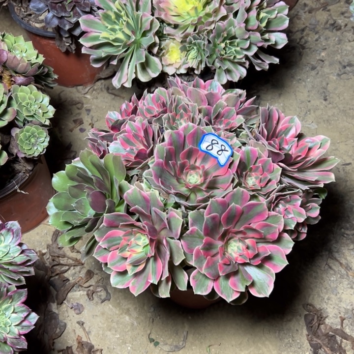 多肉植物粉女妖法师88