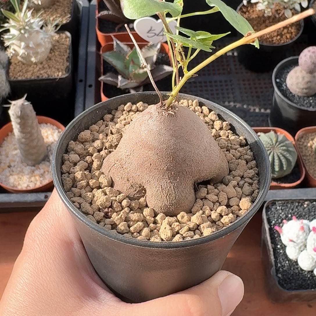 象足龟甲仙人球123