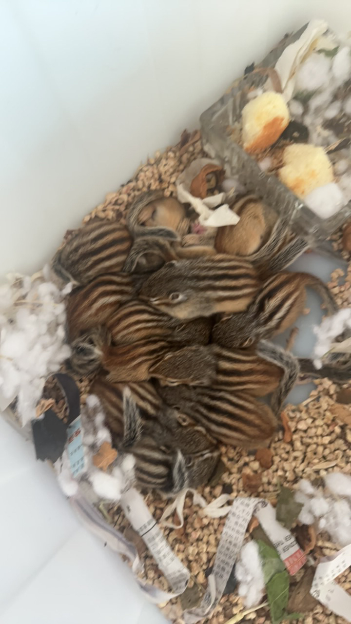 金花花栗鼠松鼠幼崽