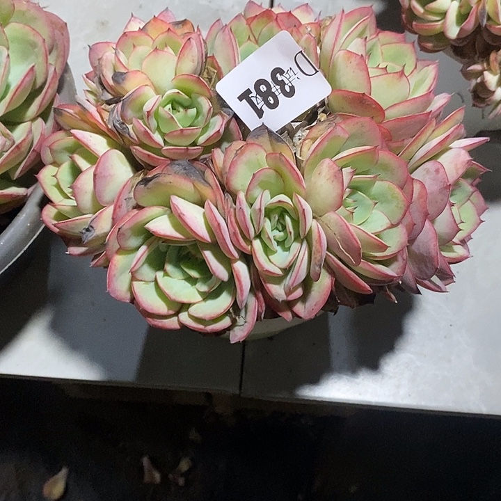 *****381牡丹亭多肉植物多肉