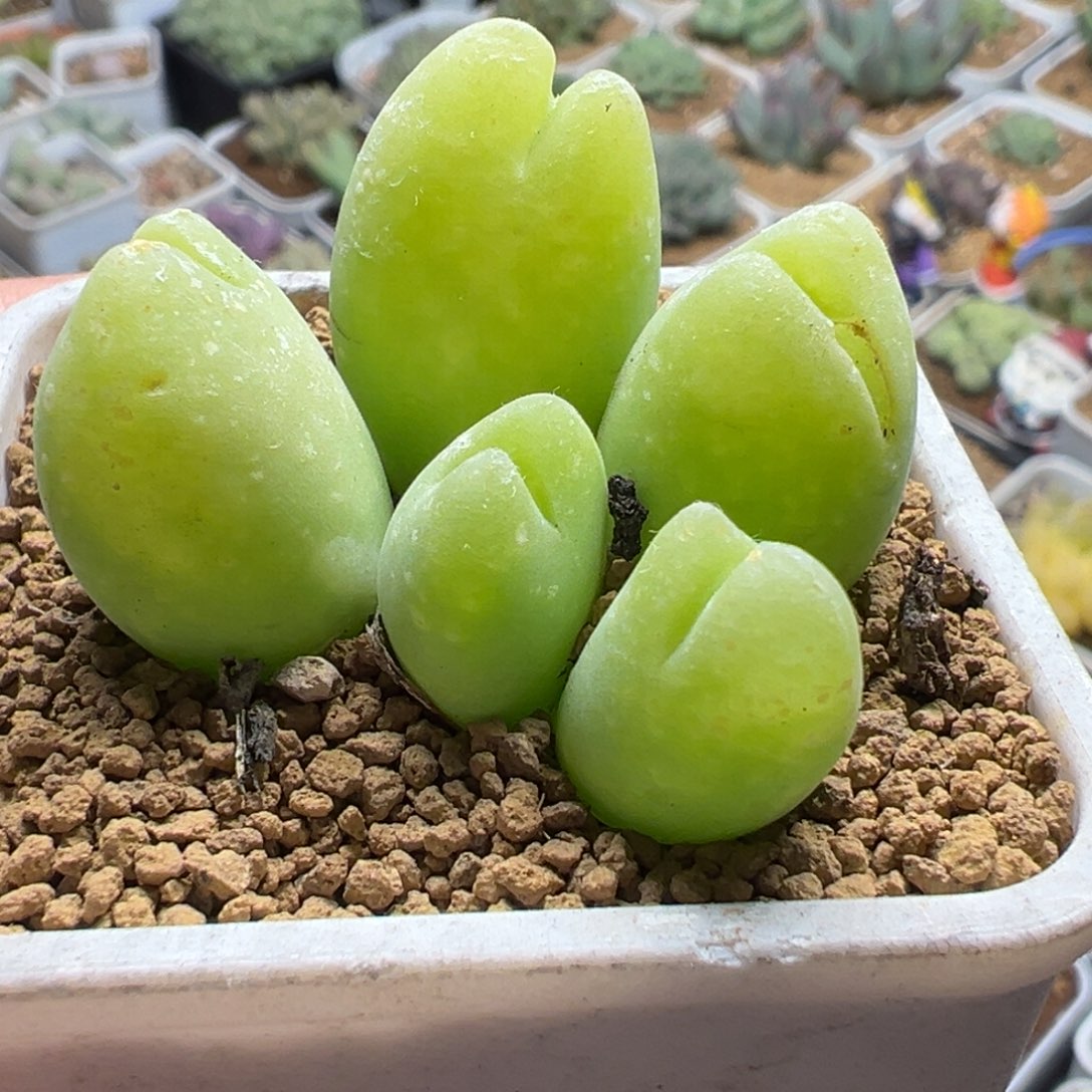 017多肉植物种类多样