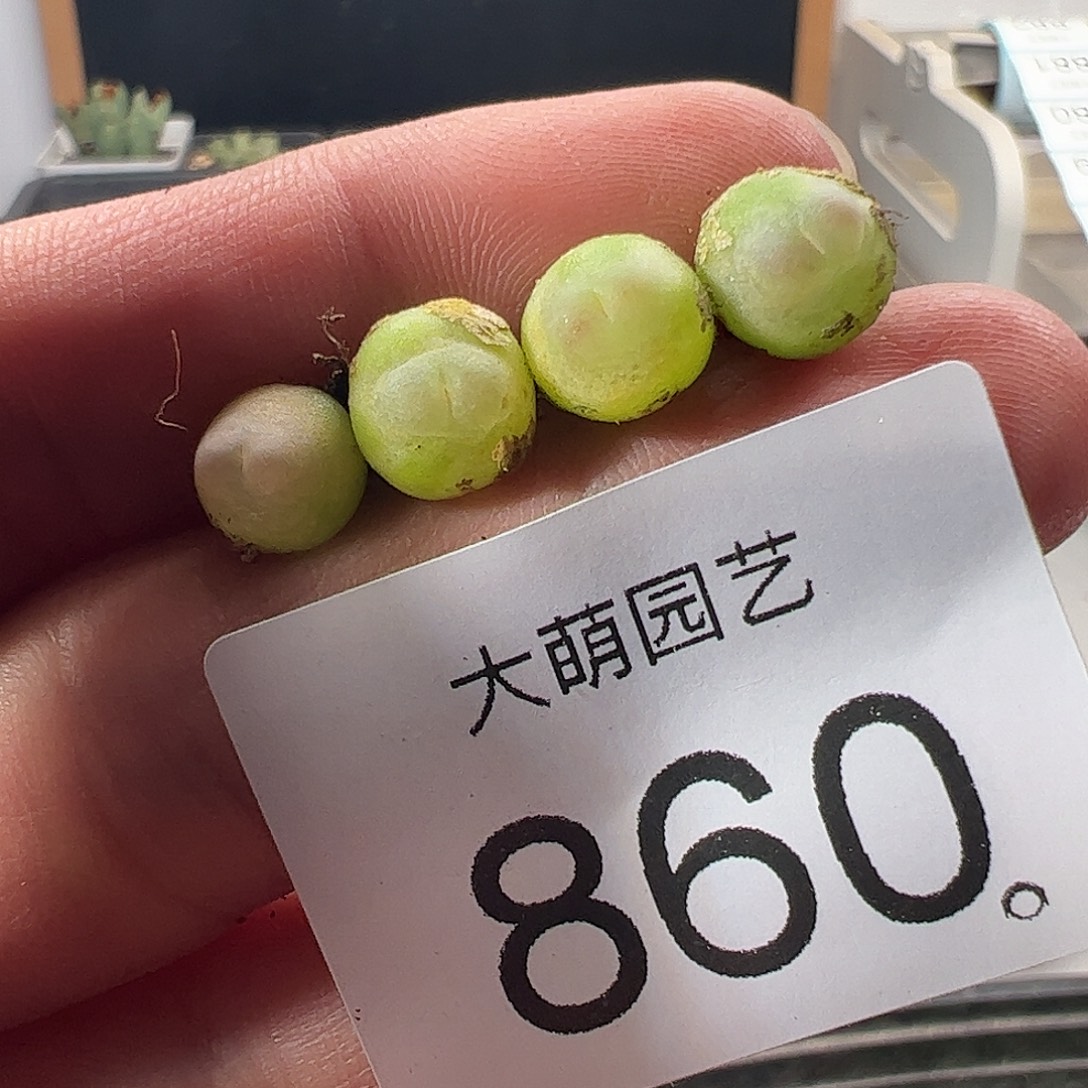 一物一拍。        860