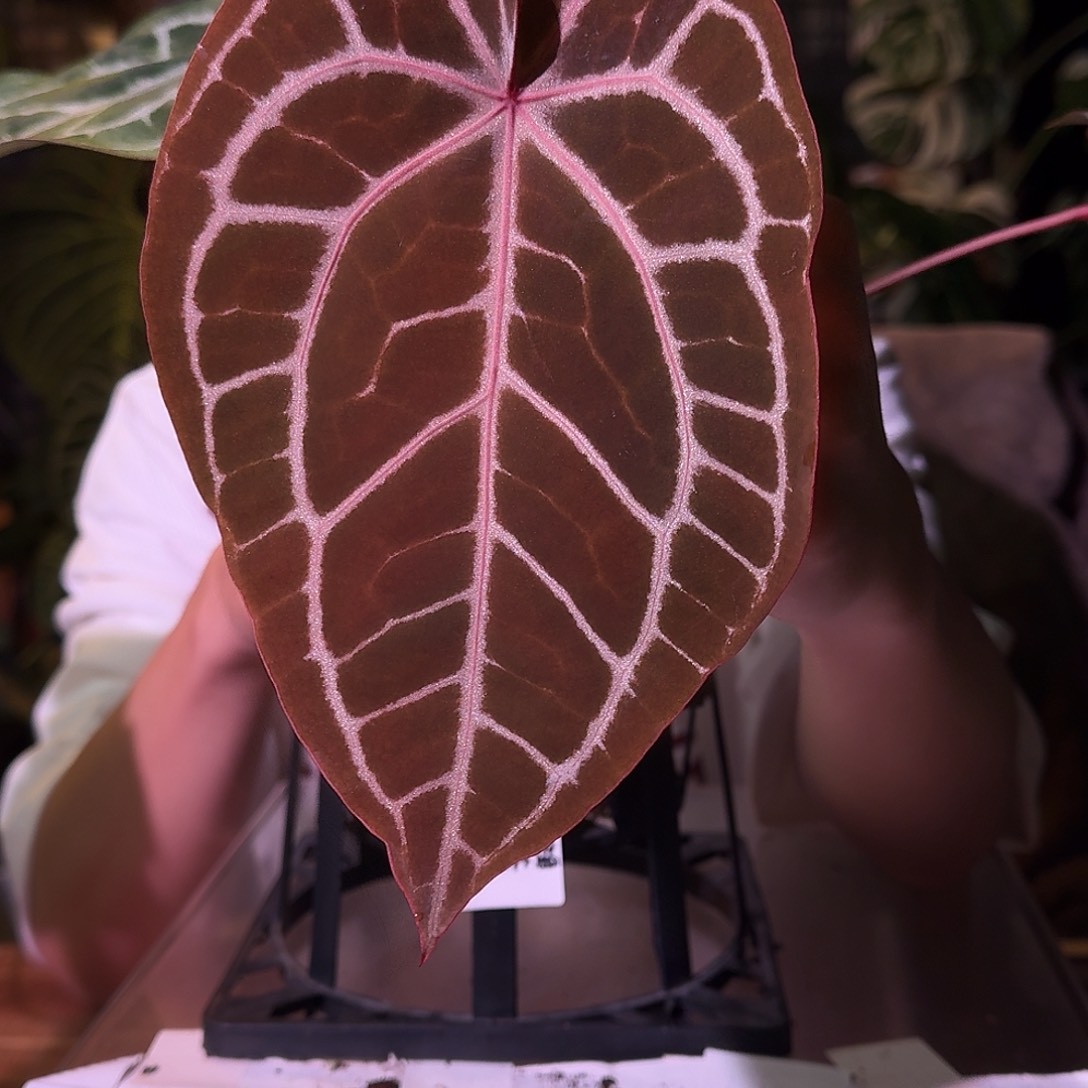 不开花植物G160红水晶f3