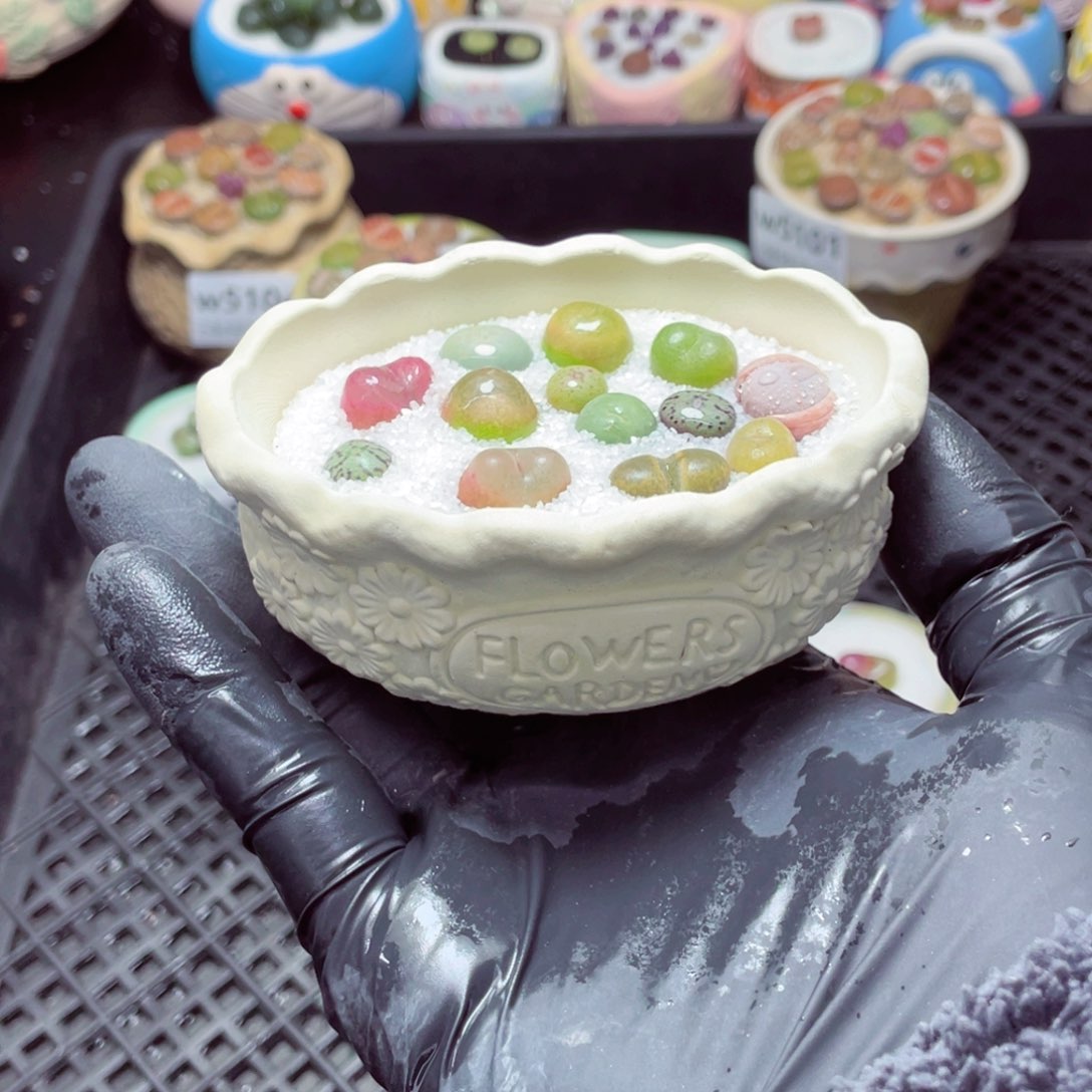 w5106--带盆土发货，零下地区拍保温箱