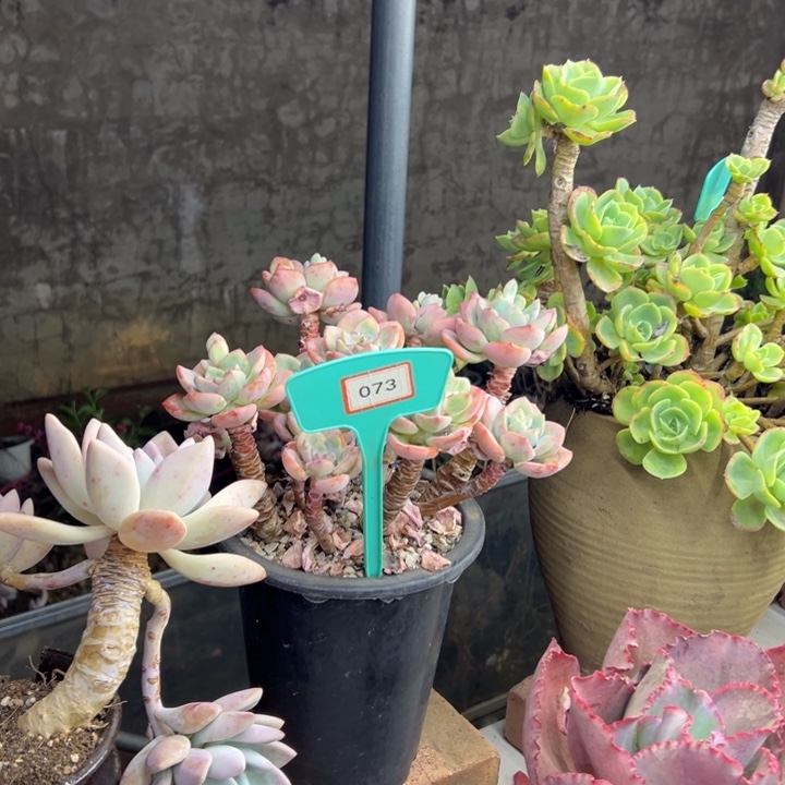 鹿*丶白月光多肉植物073