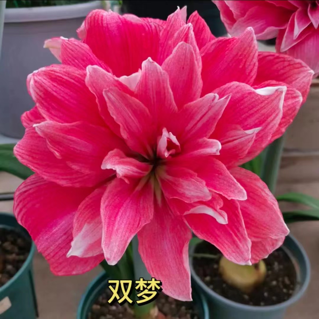 【双梦】朱顶红秘鲁荷兰重瓣种球大花浓香室内盆栽四季开花植物