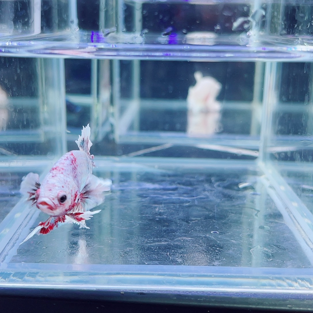 斗鱼印尼斗鱼跑单小黑屋096