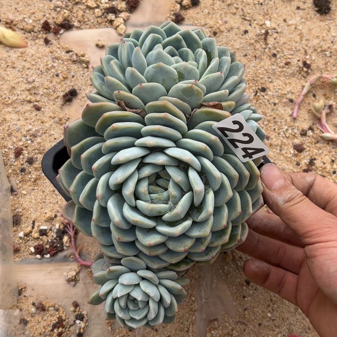 多肉植物224冰玉杂