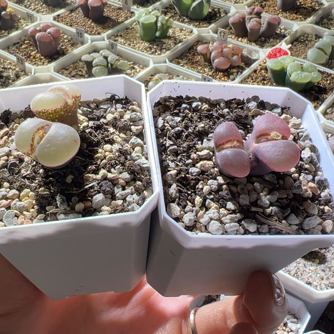 忌***甜定向 图中。两颗     