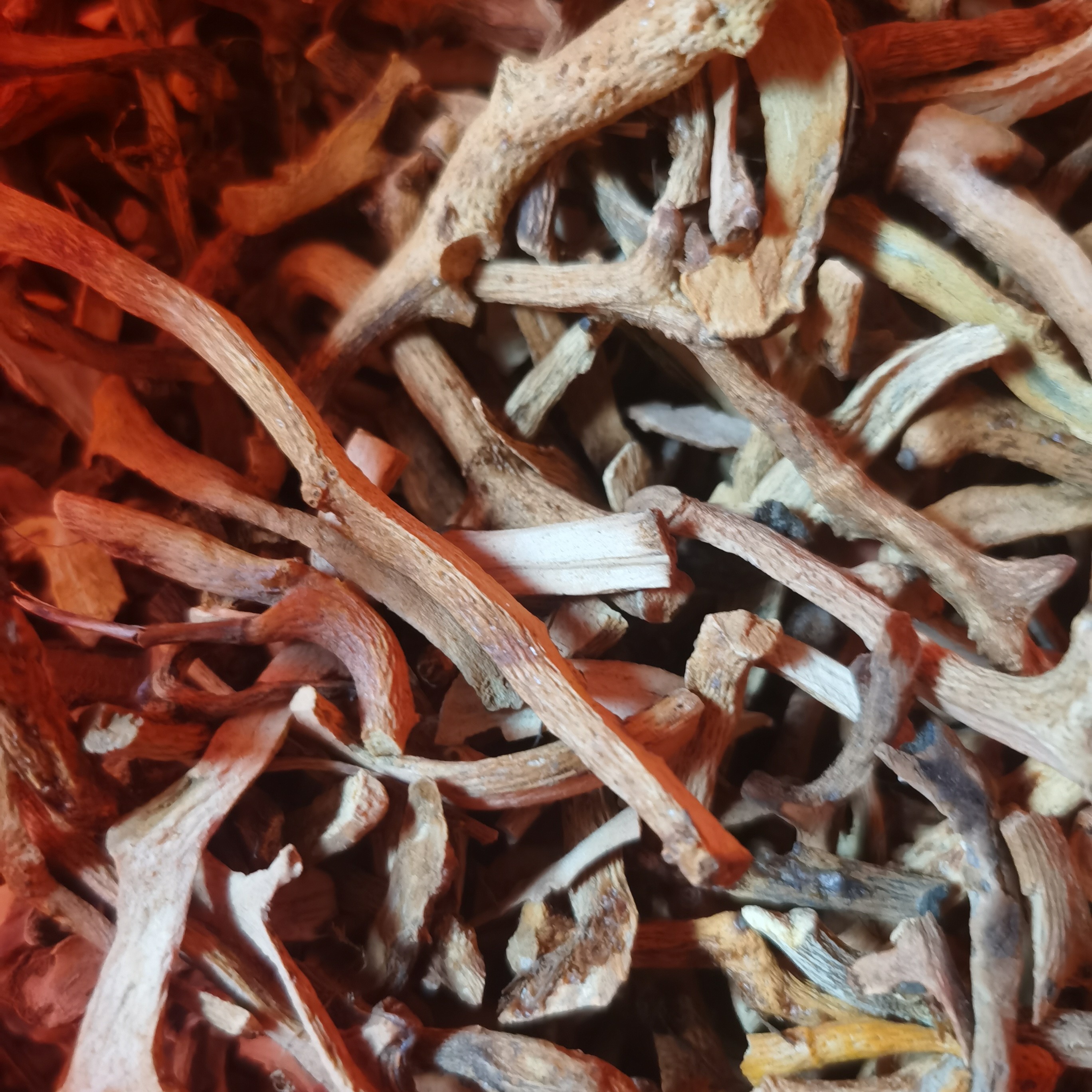 【骨碎补】秦岭深山山采骨碎补悬崖骨碎补条整段发货可代切