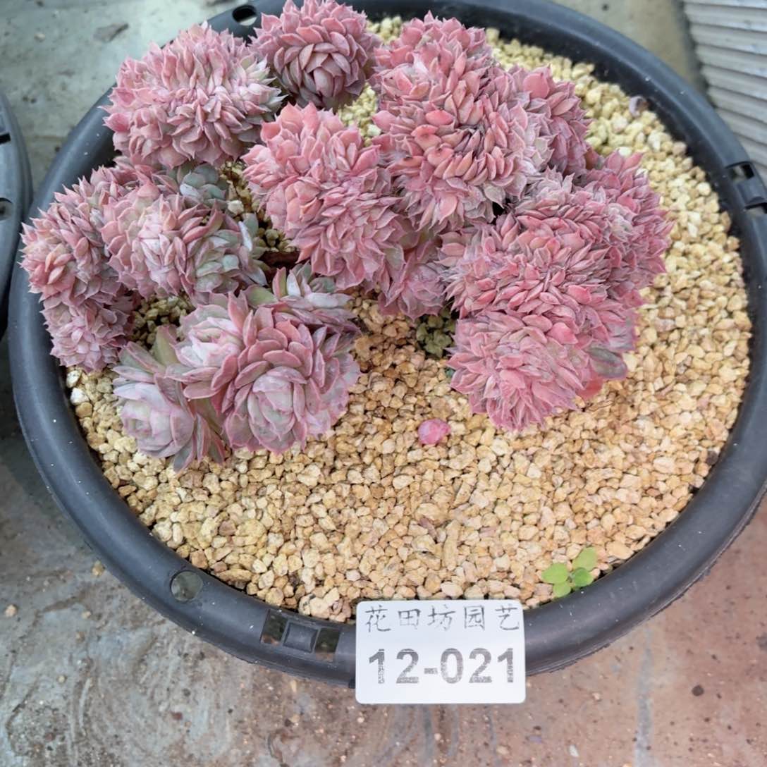 12.021昂斯诺缀差价