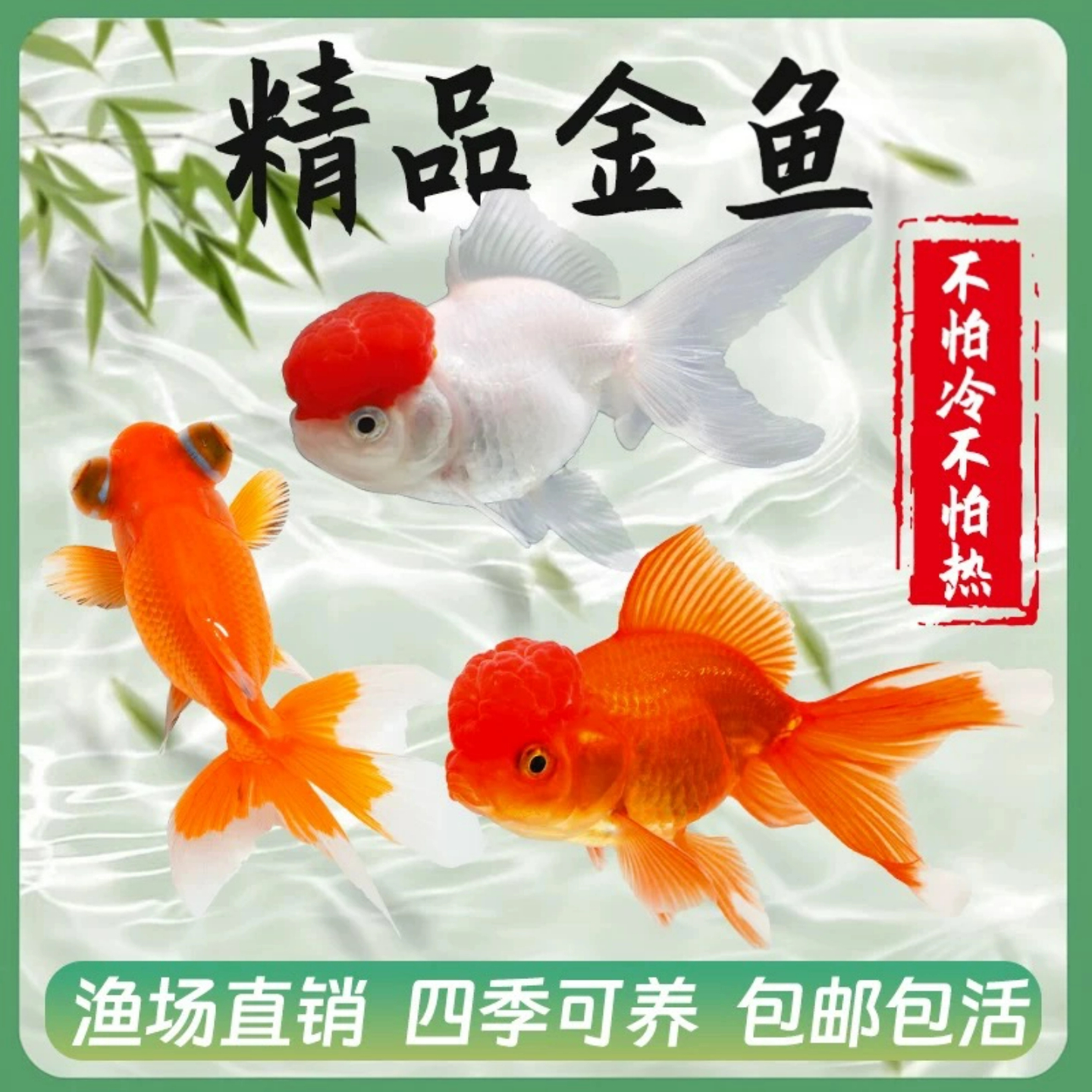 【大尺寸国粹金鱼】8-10厘米5条丹顶红狮龙睛淡水冷水观赏金鱼包邮