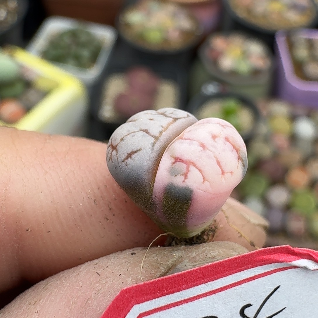 24多肉哈哈哈哈哈哈哈哈哈