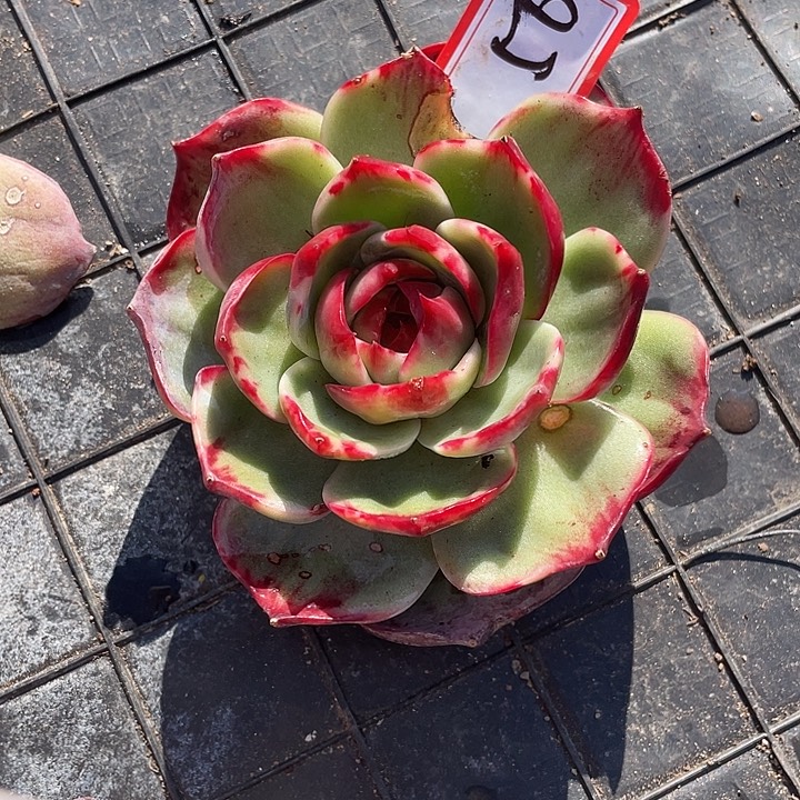 小***包56//////////////////