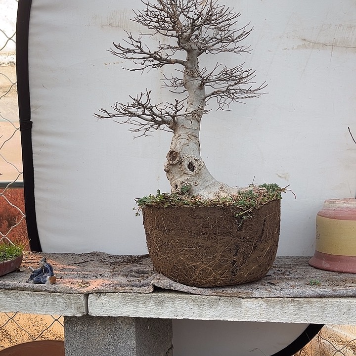 无花朵用****4盆景植物850