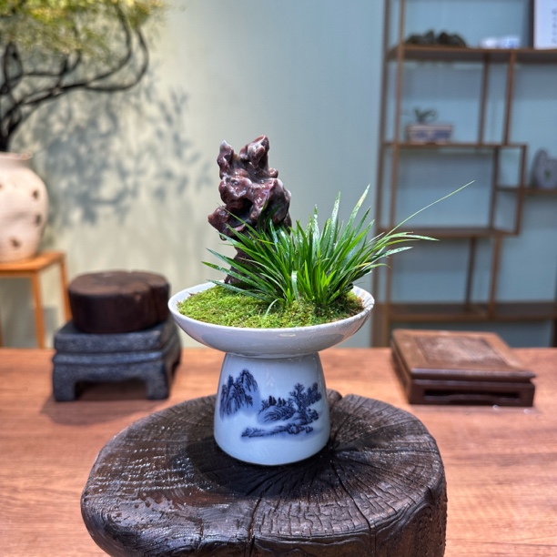 【青瓷山水菖蒲】附石景观桌面禅意茶桌室内好养易活绿植花卉