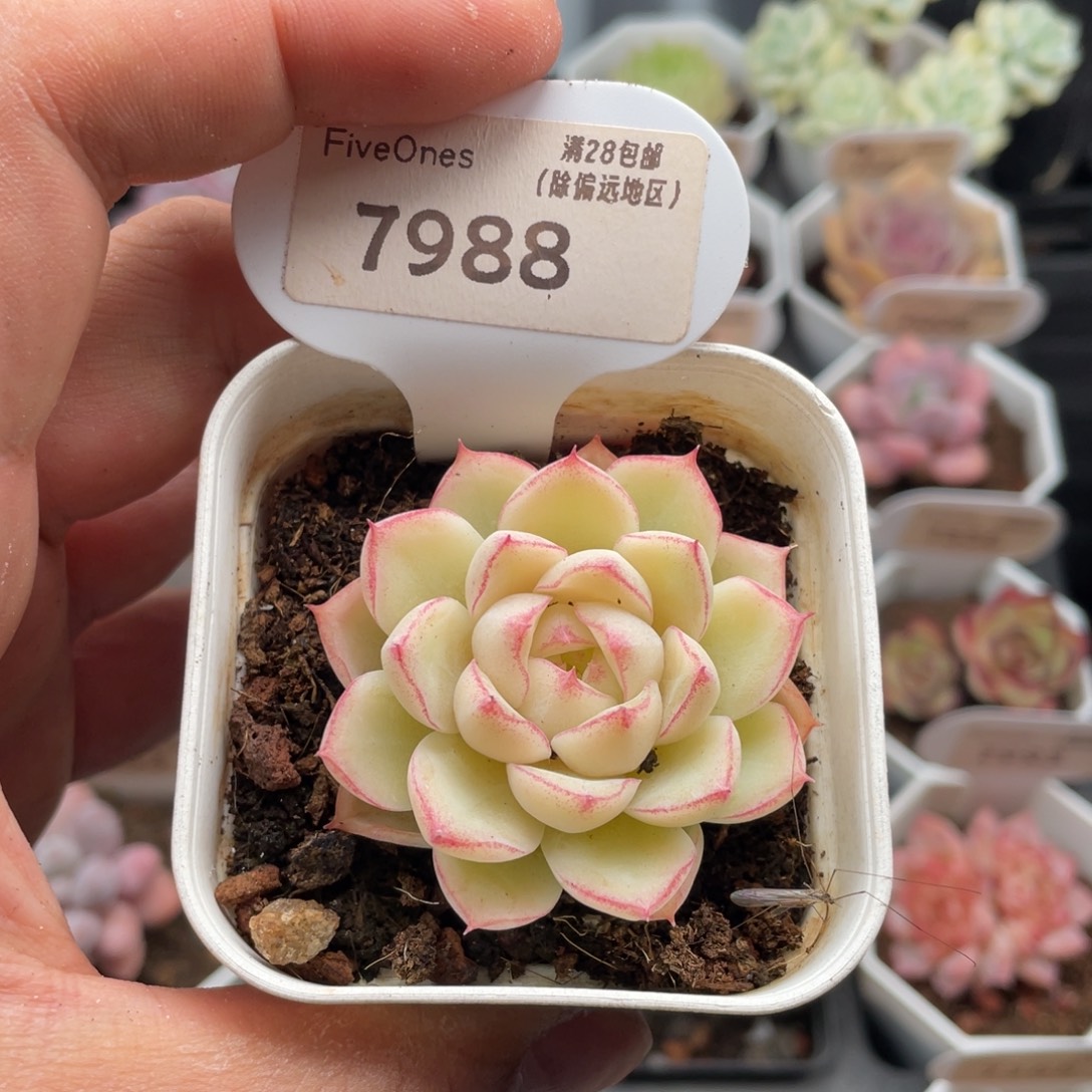 女王7988-4.5厘米