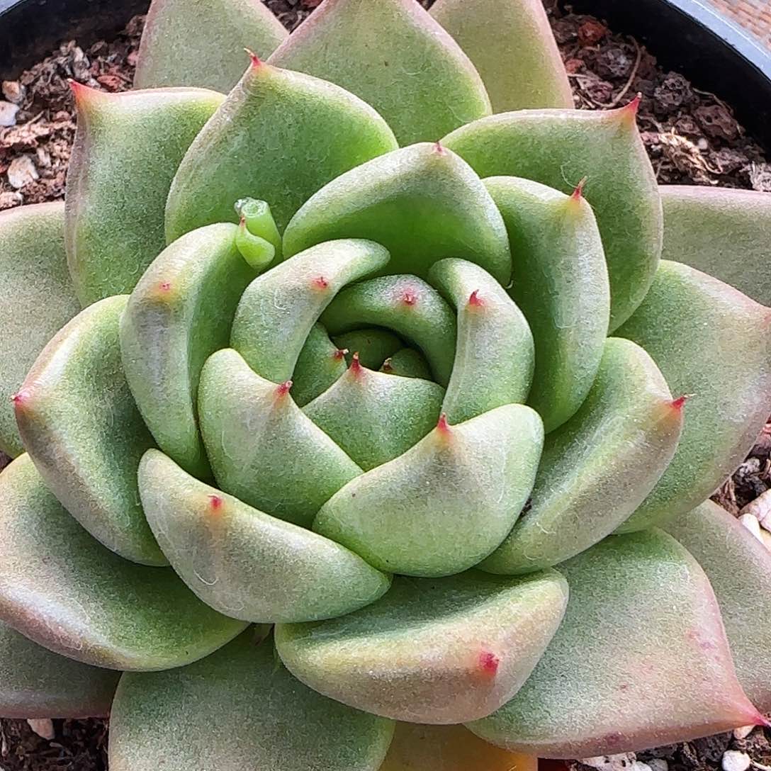 东云一物一拍两颗包邮