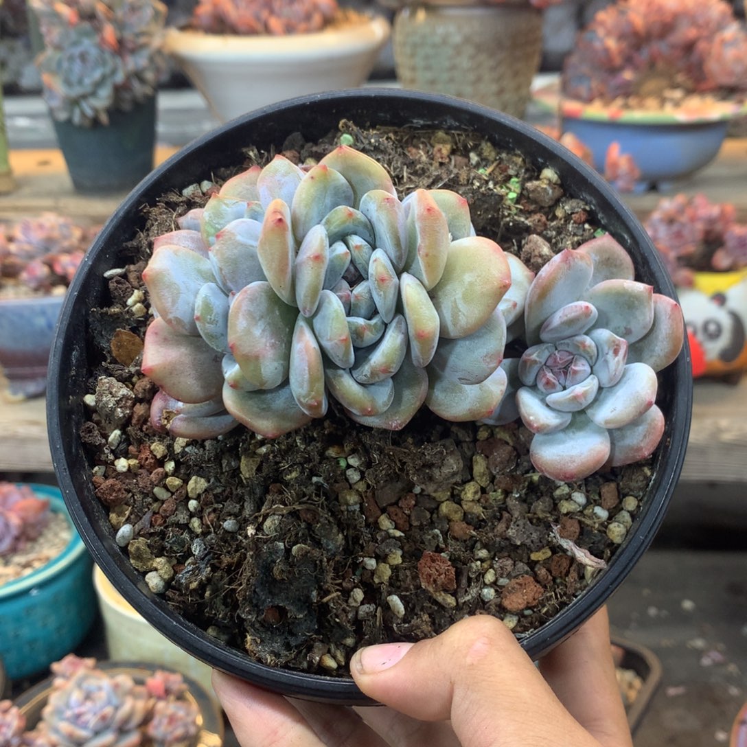 石榴籽无砍小树4头