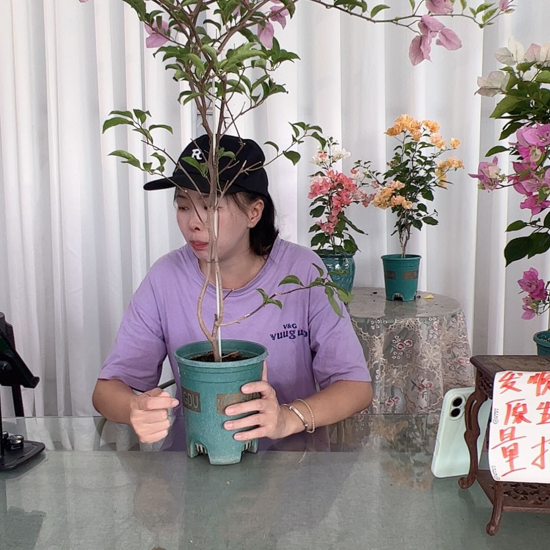 当前无花栽培后可以开花赛佛理一颗