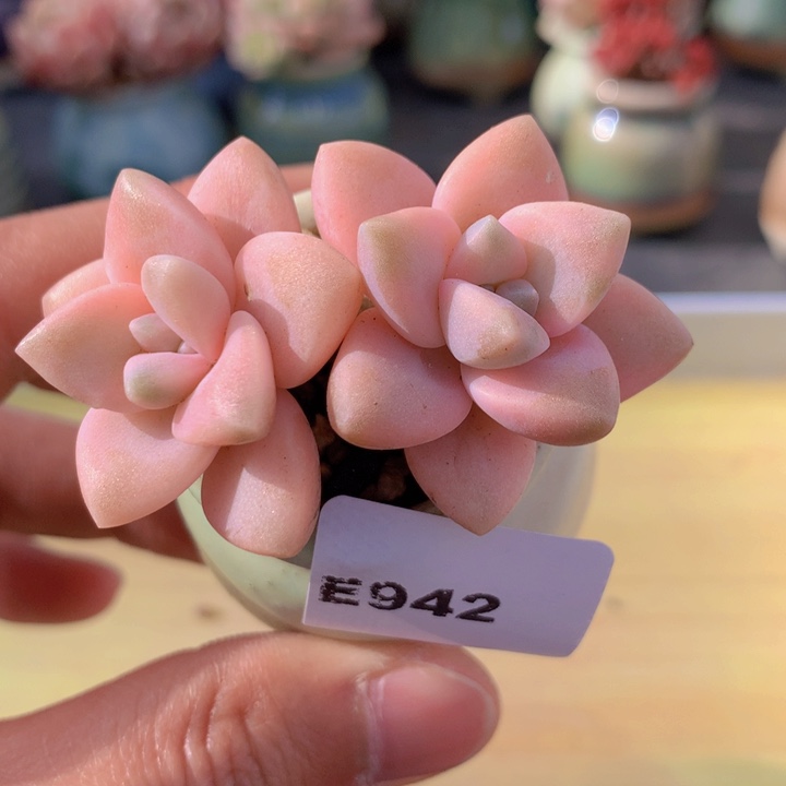 一物一拍满38包邮 E942