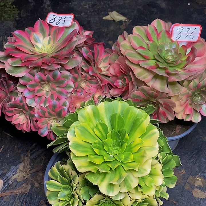 妖月雨荷琉璃三棵885号