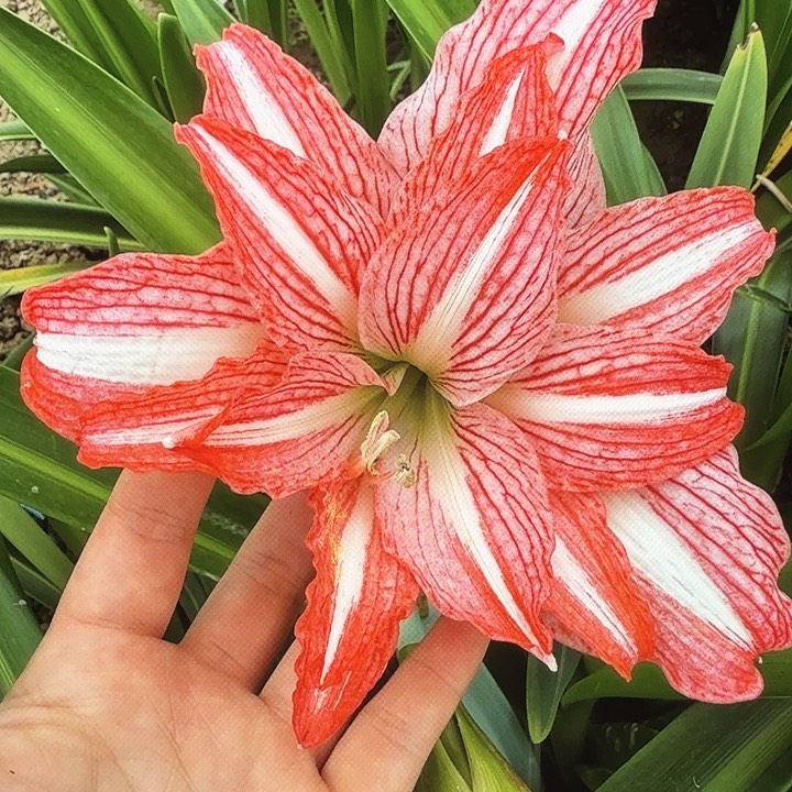 白肋珍妮侧芽一组