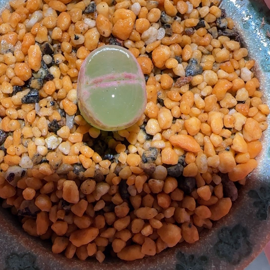 肉锥多肉植物百科-绿焰692