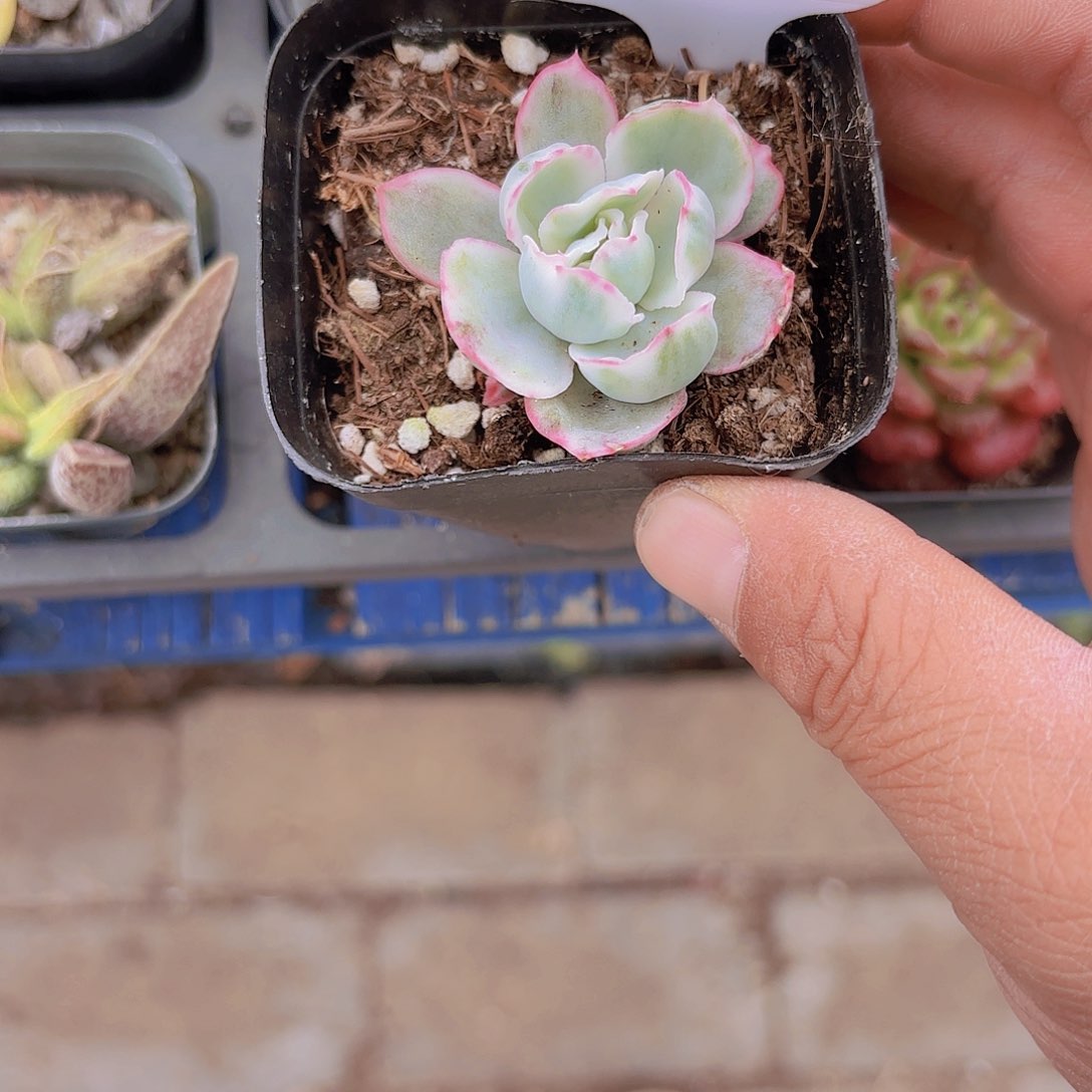 一****猫A778伯克利一物一拍