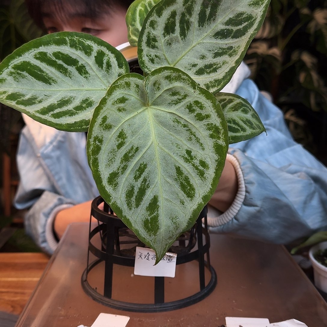 完全开放O193银刷子