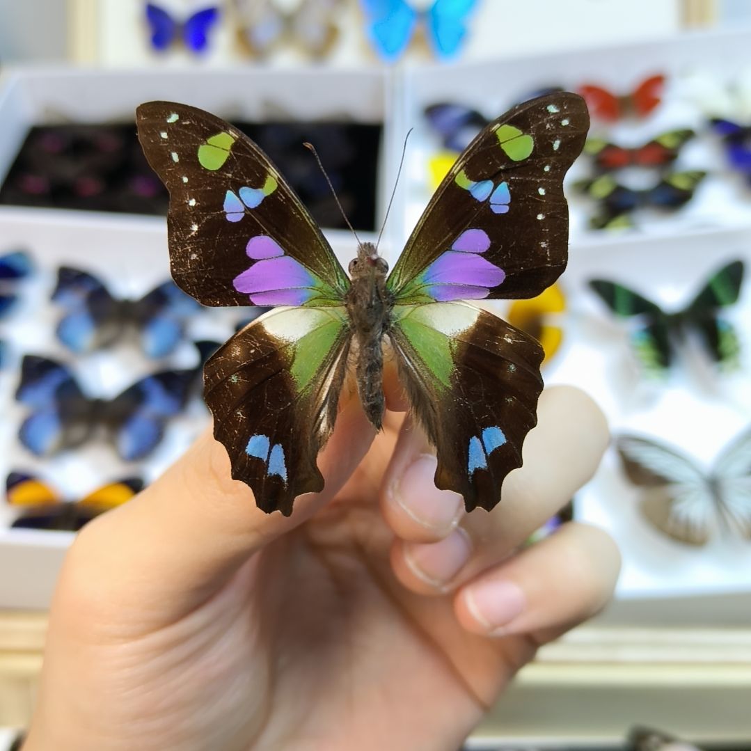 真蝴蝶标本一物一拍