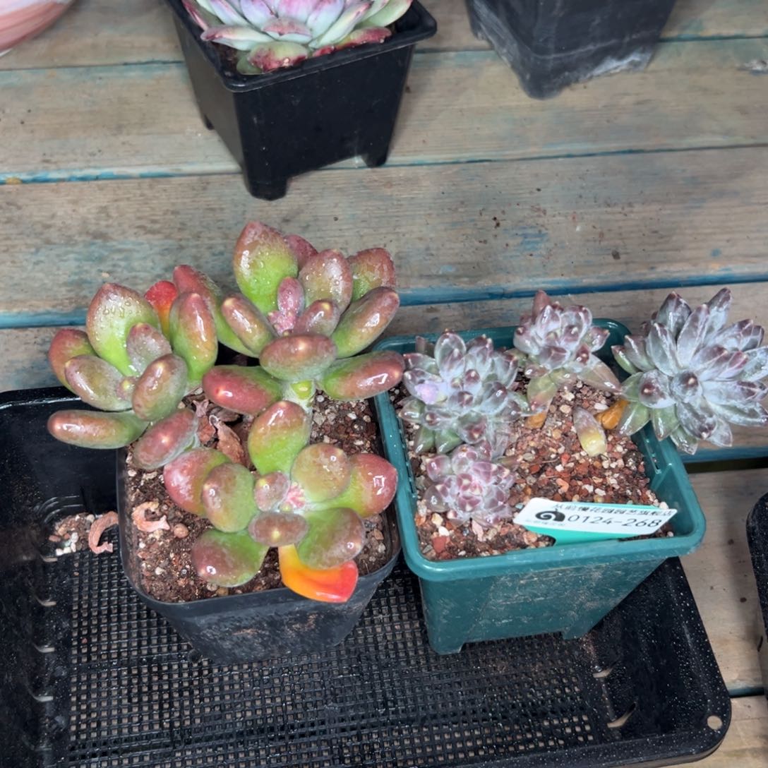 多肉一物一拍0124-268