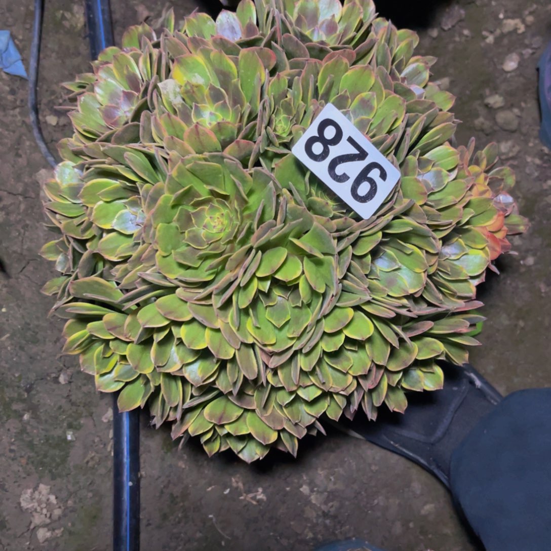 半夏法师28/////52