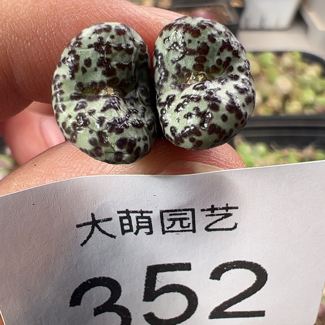 一物一拍优选泡泡安贞352