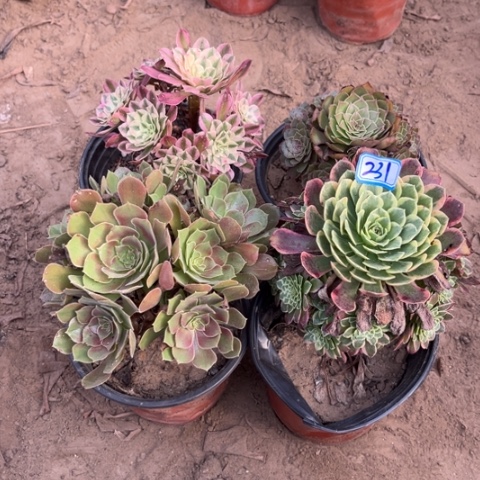 231多肉植物组合，