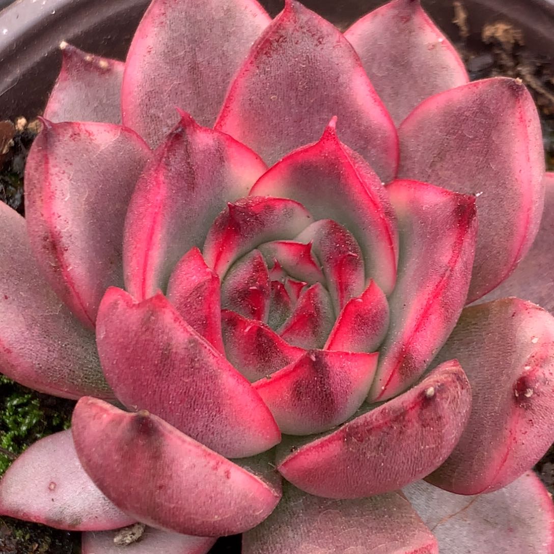 野马j j j j j j