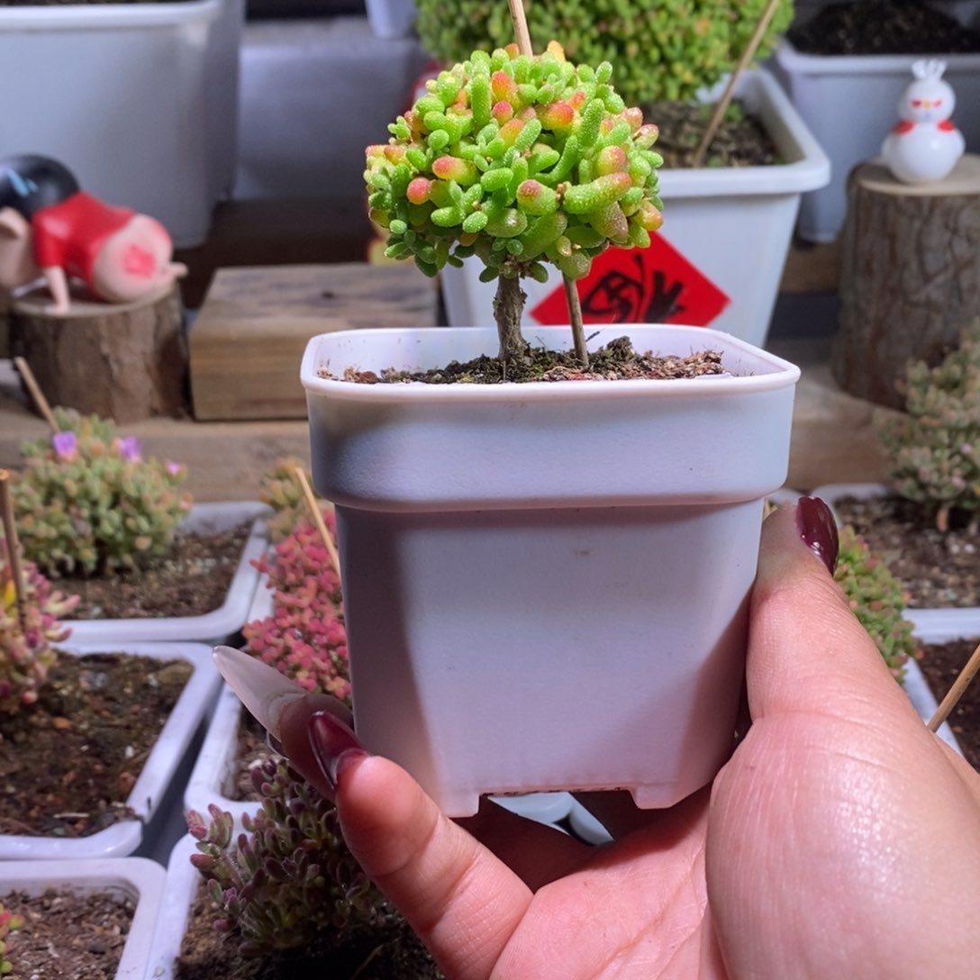 蜜橘带盆土发货一物一拍