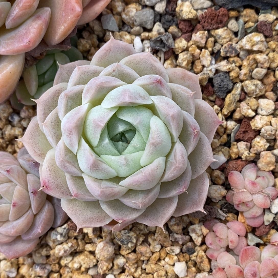 精品多肉一物一拍不包整82