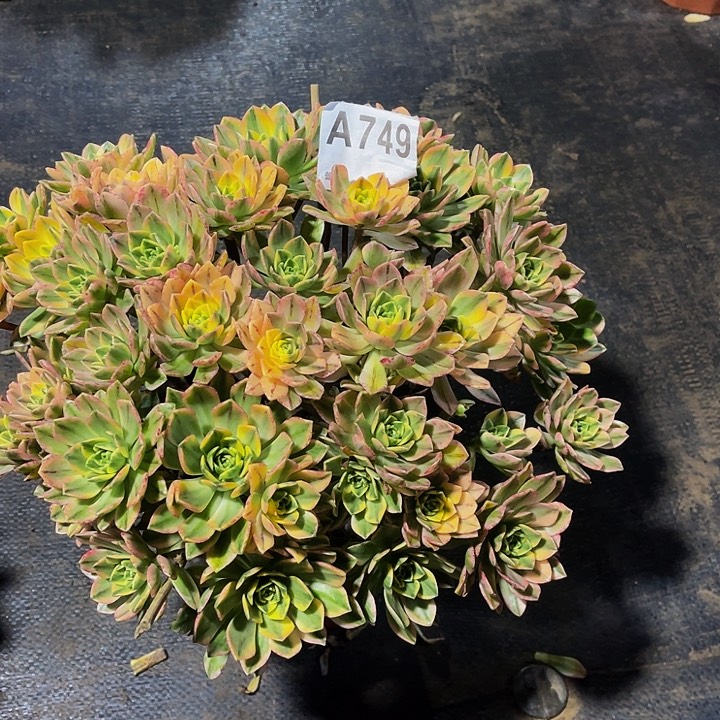 甜茶749福利出了