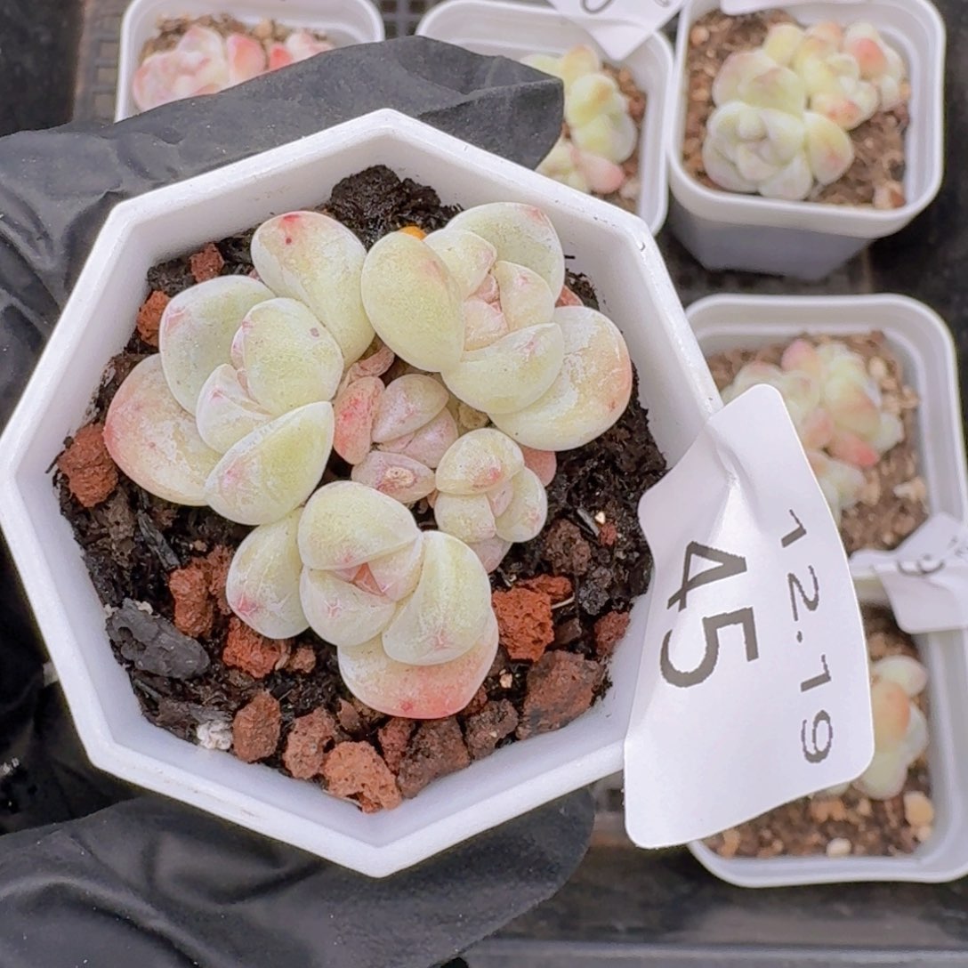 5头冰玉糖心一颗脱土发货