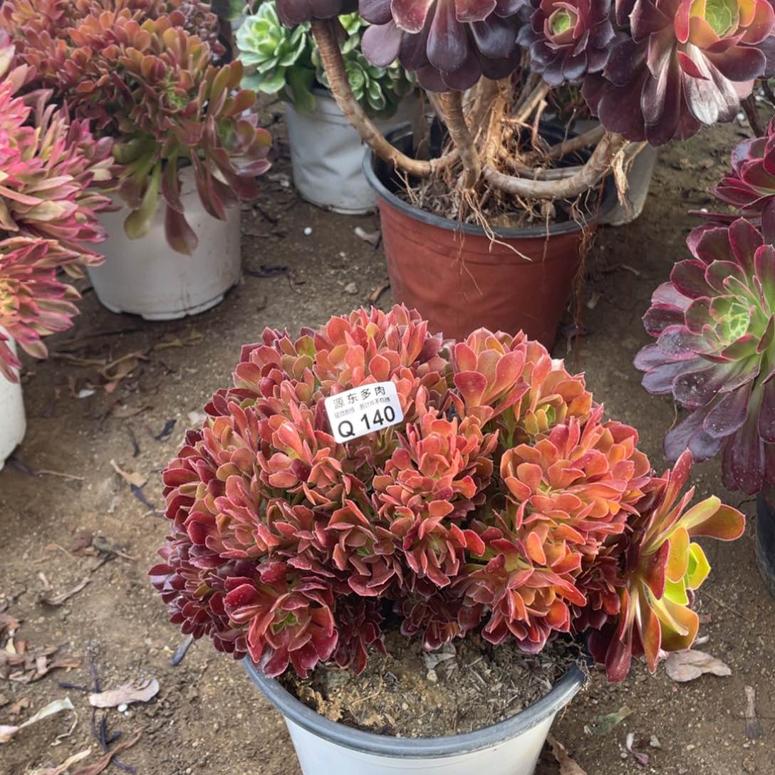 140柠檬多肉法师断枝不包