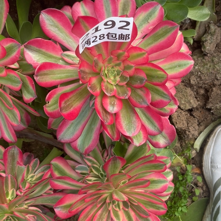 咖****2192粉体美杜莎嫁接三号棚