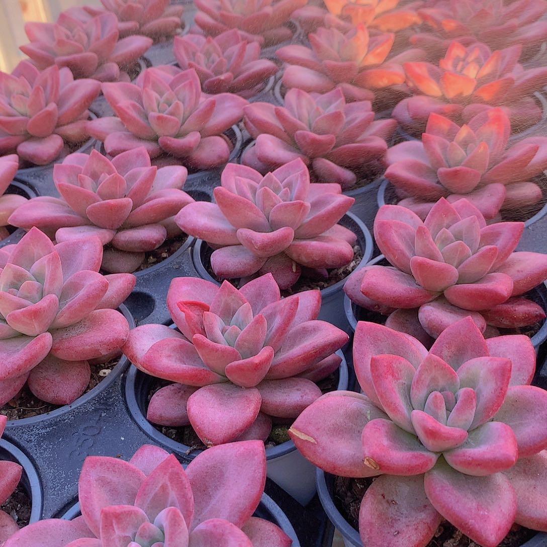 赫菲斯托355678899990