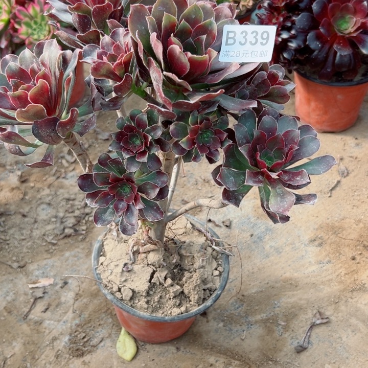 339灰圆叶多肉植物