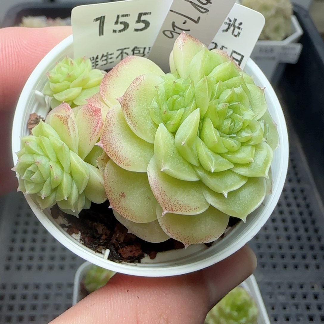 0125-155（PPT-26）