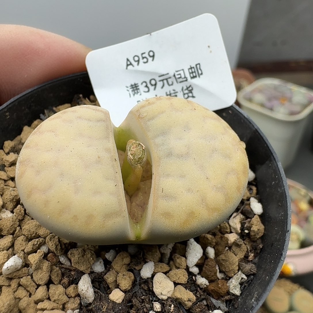 959多肉哈哈哈哈哈哈哈