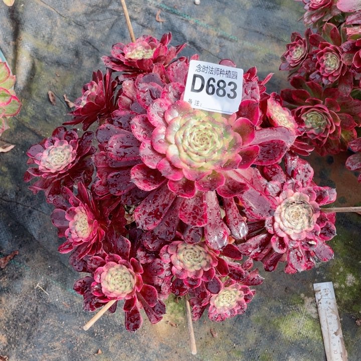 黑金刚683多肉111111