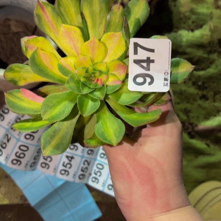 947四代知否多肉植物